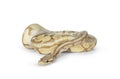 Ball python on white background Royalty Free Stock Photo