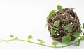Ball of rotan braided by a green plant, vine, isolated on a white background. The concept of conservation of ecology, nature