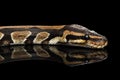 Ball or Royal python Snake on Isolated black background Royalty Free Stock Photo