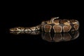 Ball or Royal python Snake on Isolated black background Royalty Free Stock Photo