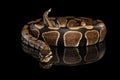 Ball or Royal python Snake on Isolated black background Royalty Free Stock Photo