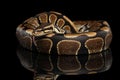 Ball or Royal python Snake on Isolated black background Royalty Free Stock Photo