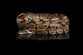 Ball or Royal python Snake on Isolated black background Royalty Free Stock Photo