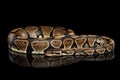 Ball or Royal python Snake on Isolated black background Royalty Free Stock Photo