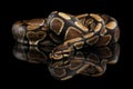 Ball or Royal python Snake on Isolated black background