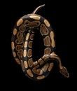 Ball or Royal python Snake on Isolated black background Royalty Free Stock Photo