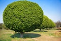 Ball shaped trees, New Delhi