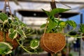ball of substrate. A tropical plant is planted in the ball to hang from