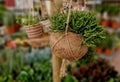 ball of substrate. A tropical plant is planted in the ball to hang from