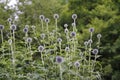 BallÃÂ thistle,ÃÂ Echinops, blossom, bud Royalty Free Stock Photo