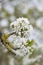 White cherry blossoms in a ball on a tree Royalty Free Stock Photo