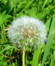 White fluffy dandelion Royalty Free Stock Photo