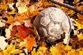 Ball in the woods during autumn