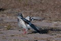 Ballerina pigeon landing