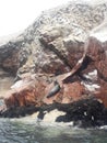 Ballestas islanda Paracas Peru sea lions pelicans penguins rock formations Royalty Free Stock Photo