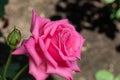 Ballet - tea hybrid rose in the sun withot a fly.2021.macro.