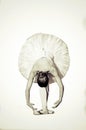 Ballet Dancer Royalty Free Stock Photo