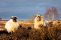 Balloerveld drenthe sheep on heath land