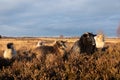 Balloerveld drenthe sheep on heath land