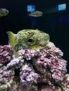 Ballon fish puffer Royalty Free Stock Photo