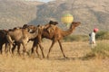 Balloon Above Camel Train Royalty Free Stock Photo