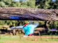 Balloon filled with colored water exploding when hit by an arrow Royalty Free Stock Photo