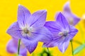 Balloon Flower Royalty Free Stock Photo