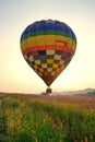 Balloon and flower Royalty Free Stock Photo