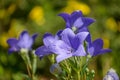 Balloon flower Royalty Free Stock Photo