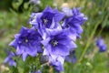 Balloon Flower Double Blue