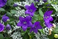 Balloon flower Platycodon grandiflorus Royalty Free Stock Photo