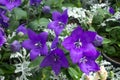 Balloon flower Platycodon grandiflorus Royalty Free Stock Photo