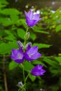 Balloon Flower, Tussock Bellflower, Campanula persicifolia or Campanula carpatica purple bell flowers in fall garden Royalty Free Stock Photo