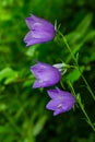 Balloon Flower, Tussock Bellflower, Campanula persicifolia or Campanula carpatica purple bell flowers in fall garden