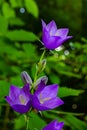 Balloon Flower, Tussock Bellflower, Campanula persicifolia or Campanula carpatica purple bell flowers in fall garden