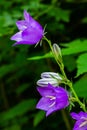 Balloon Flower, Tussock Bellflower, Campanula persicifolia or Campanula carpatica purple bell flowers in fall garden