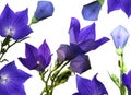 Balloon Flowers Royalty Free Stock Photo