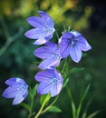 Balloon flowers Royalty Free Stock Photo