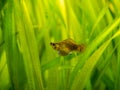 Balloon molly Poecilia latipinna isolated in a fish tank with blurred background