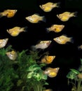 Balloon Molly, poecilia sp, Aquarium Fishes