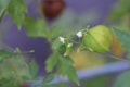 Balloon vine flowers, fruits and seeds.