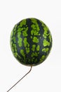 Balloon Watermelon. A real watermelon. on white background. minimal idea of food and fruit in summer concept