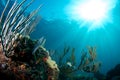 Balloonfish Royalty Free Stock Photo