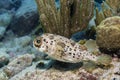 Balloonfish