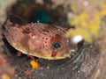 Balloonfish, Diodon holocanthus. Scuba diving in North Sulawesi, Indonesia