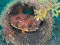 Balloonfish, Diodon holocanthus. Scuba diving in North Sulawesi, Indonesia