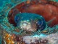 Balloonfish, Diodon holocanthus. Scuba diving in North Sulawesi, Indonesia