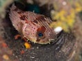 Balloonfish, Diodon holocanthus. Scuba diving in North Sulawesi, Indonesia