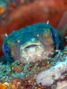 Balloonfish, Diodon holocanthus. Scuba diving in North Sulawesi, Indonesia