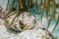 Balloonfish